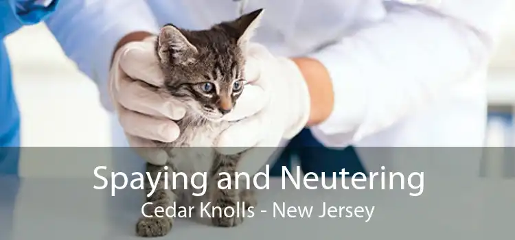 Spaying and Neutering Cedar Knolls - New Jersey