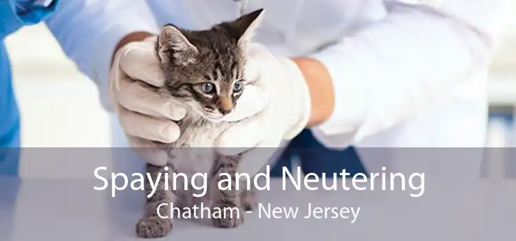 Spaying and Neutering Chatham - New Jersey