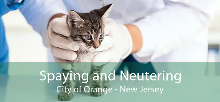 Spaying and Neutering City of Orange - New Jersey