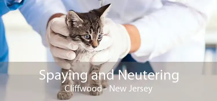 Spaying and Neutering Cliffwood - New Jersey