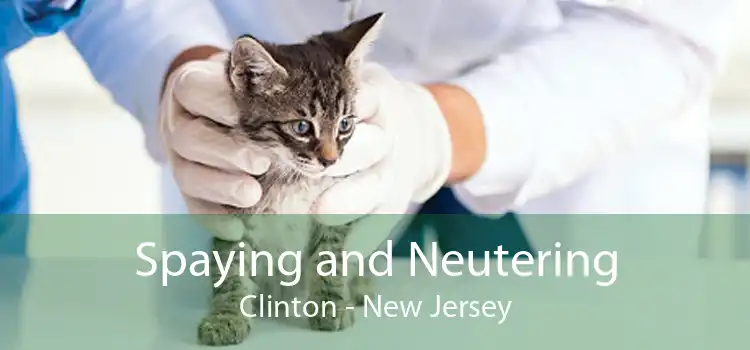 Spaying and Neutering Clinton - New Jersey