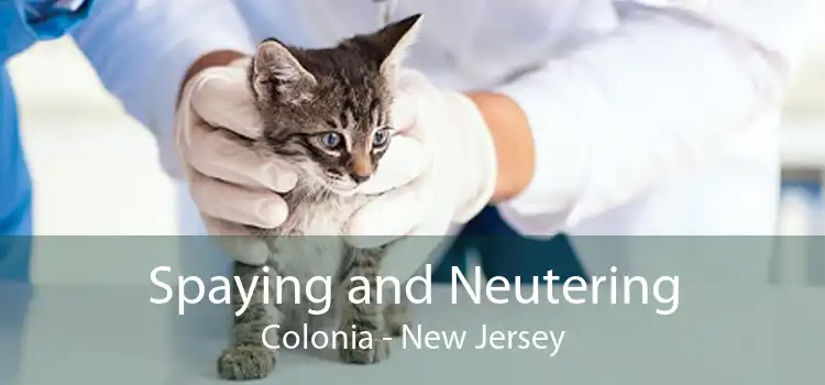 Spaying and Neutering Colonia - New Jersey