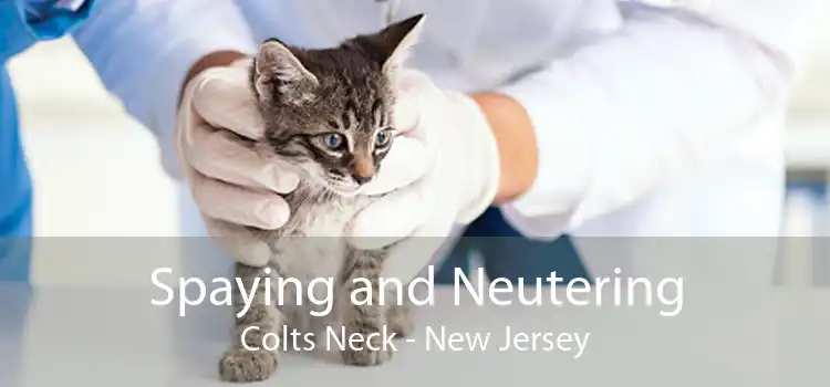 Spaying and Neutering Colts Neck - New Jersey