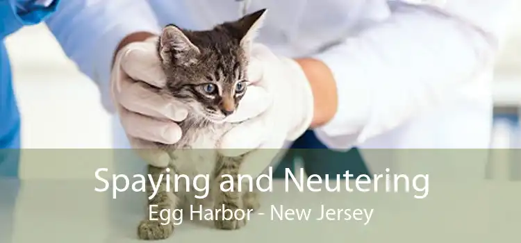 Spaying and Neutering Egg Harbor - New Jersey