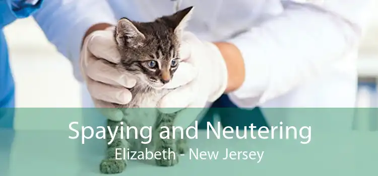 Spaying and Neutering Elizabeth - New Jersey