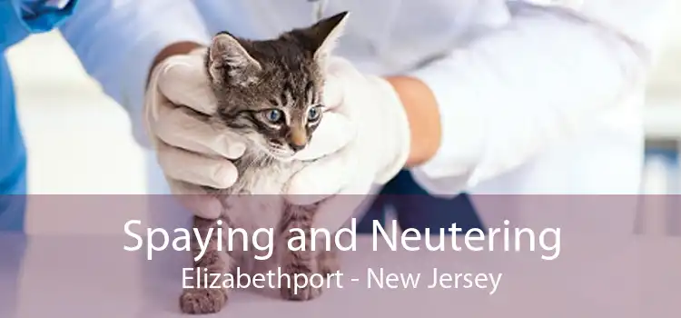 Spaying and Neutering Elizabethport - New Jersey