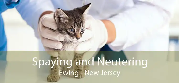 Spaying and Neutering Ewing - New Jersey