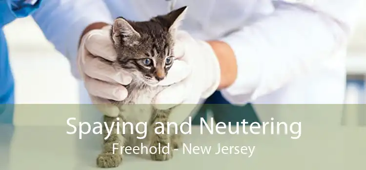 Spaying and Neutering Freehold - New Jersey