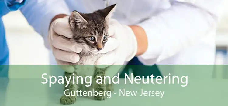 Spaying and Neutering Guttenberg - New Jersey