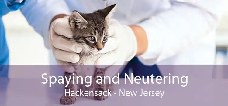 Spaying and Neutering Hackensack - New Jersey