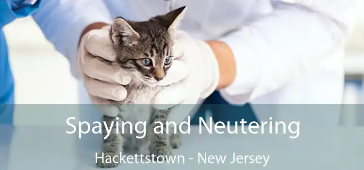 Spaying and Neutering Hackettstown - New Jersey