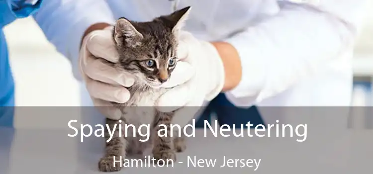 Spaying and Neutering Hamilton - New Jersey