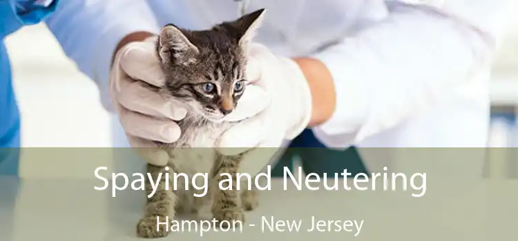 Spaying and Neutering Hampton - New Jersey