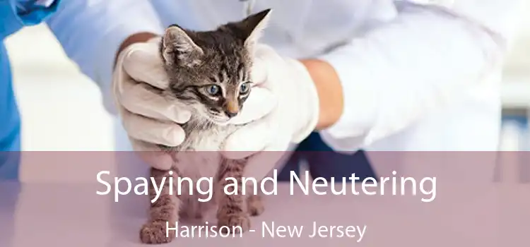 Spaying and Neutering Harrison - New Jersey