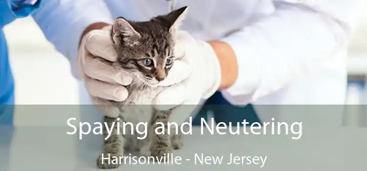Spaying and Neutering Harrisonville - New Jersey