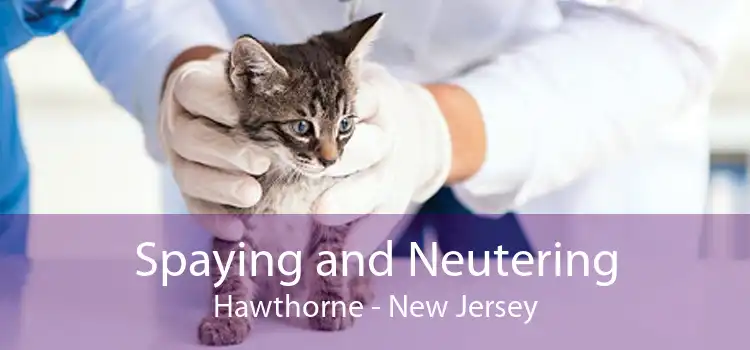 Spaying and Neutering Hawthorne - New Jersey