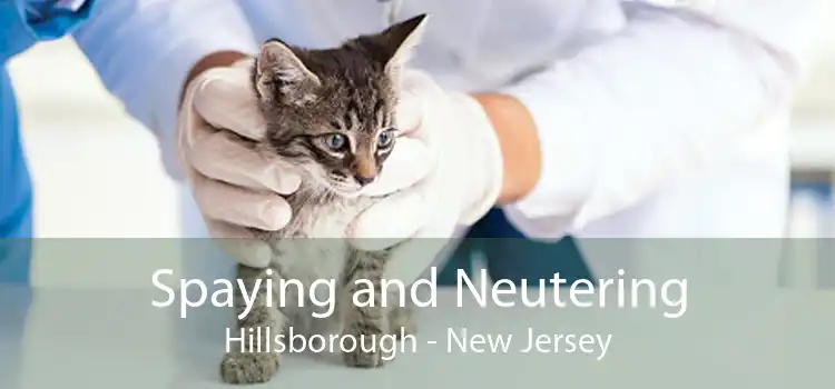 Spaying and Neutering Hillsborough - New Jersey