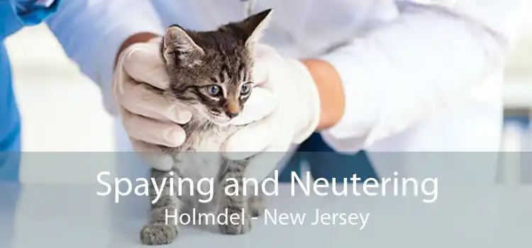 Spaying and Neutering Holmdel - New Jersey