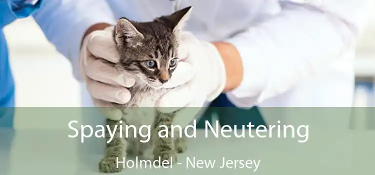 Spaying and Neutering Holmdel - New Jersey