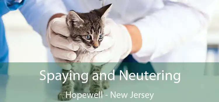 Spaying and Neutering Hopewell - New Jersey