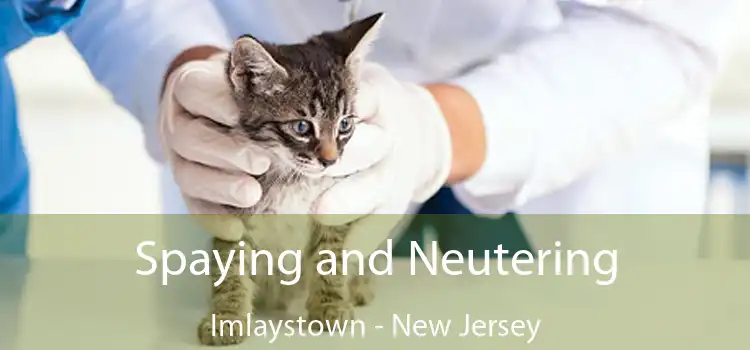 Spaying and Neutering Imlaystown - New Jersey