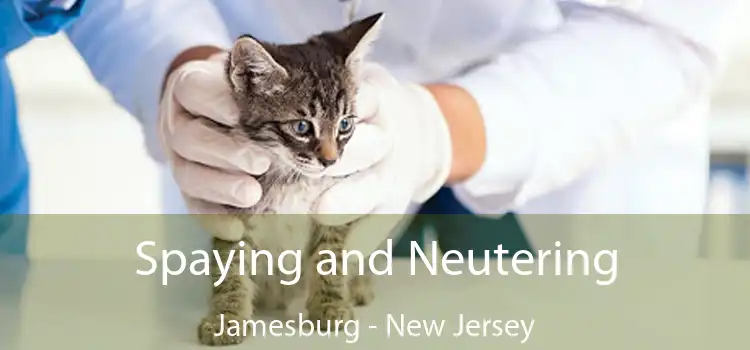 Spaying and Neutering Jamesburg - New Jersey