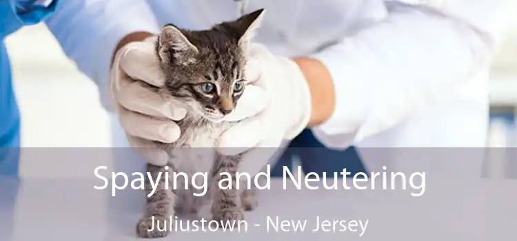 Spaying and Neutering Juliustown - New Jersey