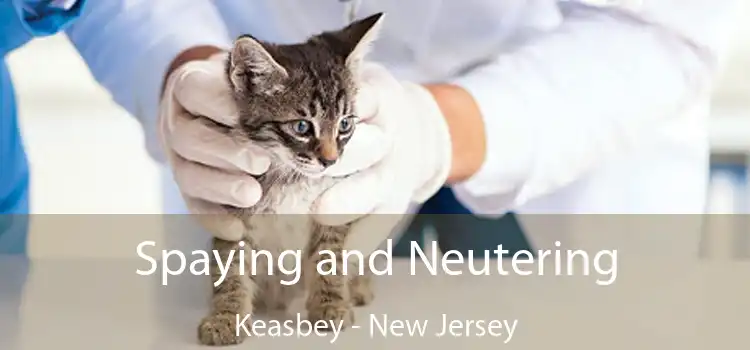 Spaying and Neutering Keasbey - New Jersey