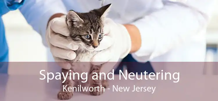 Spaying and Neutering Kenilworth - New Jersey