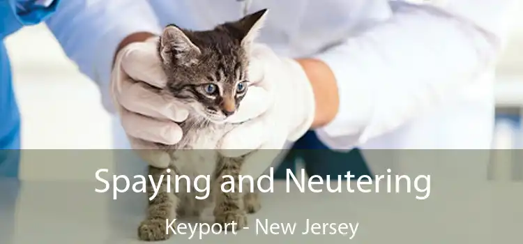 Spaying and Neutering Keyport - New Jersey