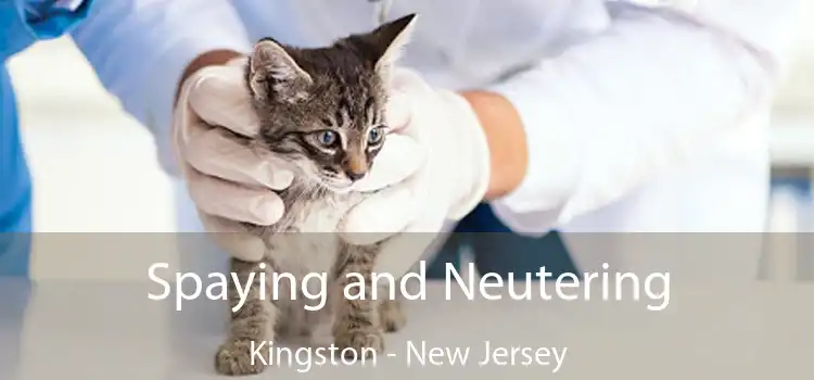 Spaying and Neutering Kingston - New Jersey