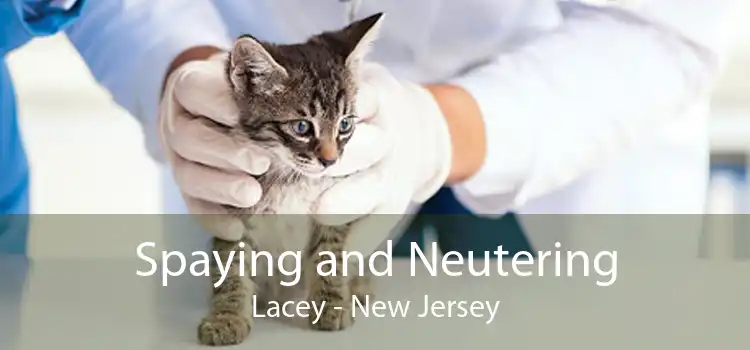 Spaying and Neutering Lacey - New Jersey