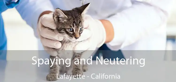 Spaying and Neutering Lafayette - California