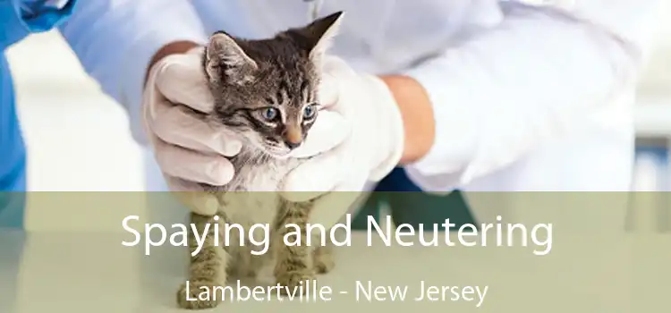 Spaying and Neutering Lambertville - New Jersey