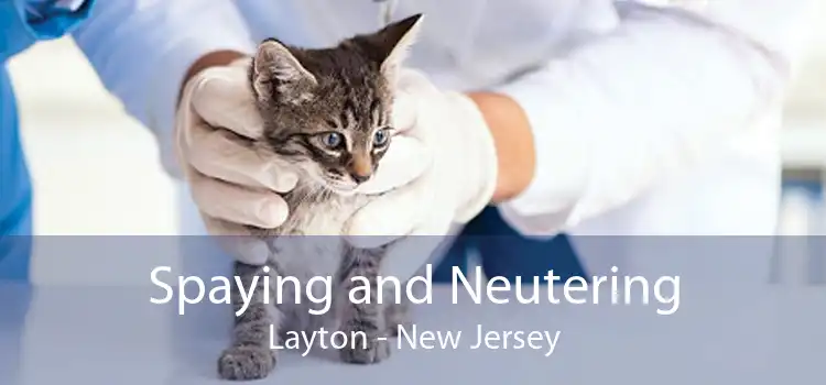 Spaying and Neutering Layton - New Jersey