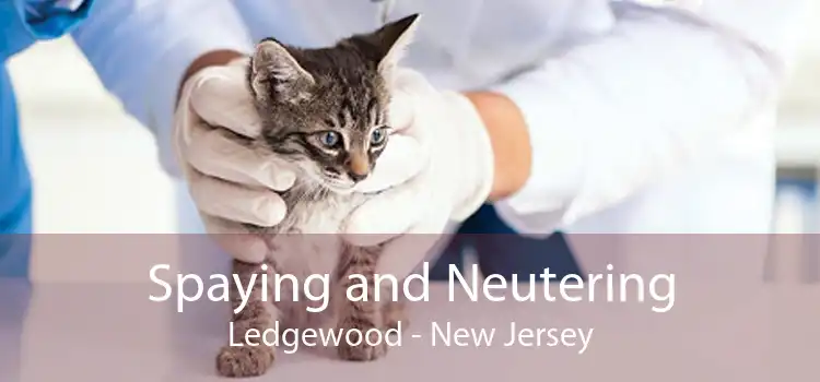Spaying and Neutering Ledgewood - New Jersey