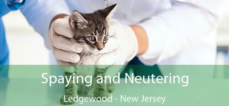 Spaying and Neutering Ledgewood - New Jersey