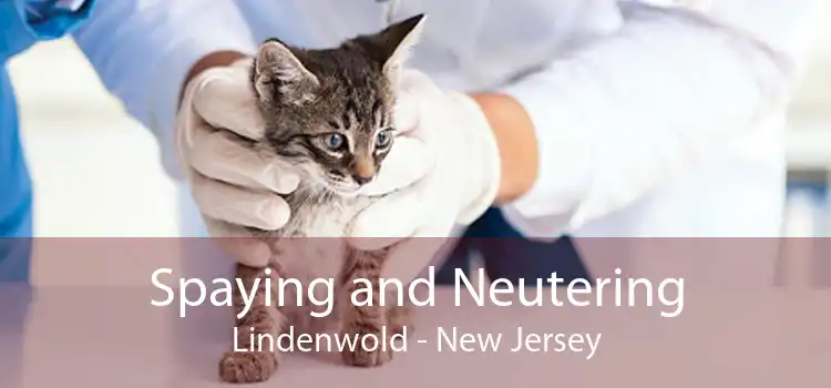 Spaying and Neutering Lindenwold - New Jersey