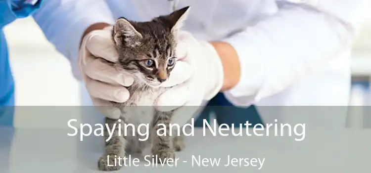 Spaying and Neutering Little Silver - New Jersey