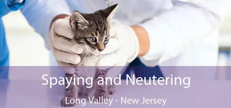 Spaying and Neutering Long Valley - New Jersey