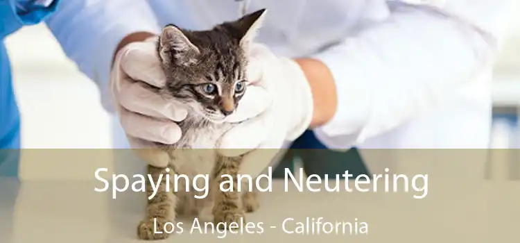 Spaying and Neutering Los Angeles - California