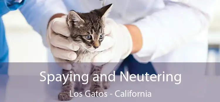 Spaying and Neutering Los Gatos - California