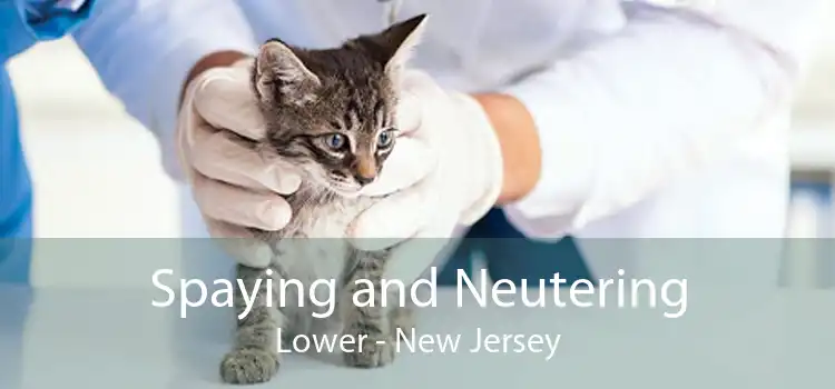 Spaying and Neutering Lower - New Jersey