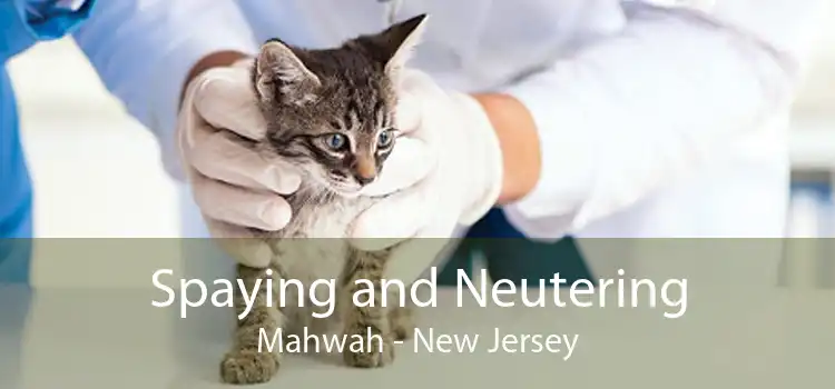 Spaying and Neutering Mahwah - New Jersey