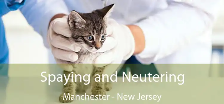 Spaying and Neutering Manchester - New Jersey