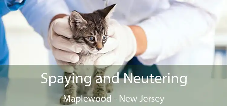 Spaying and Neutering Maplewood - New Jersey