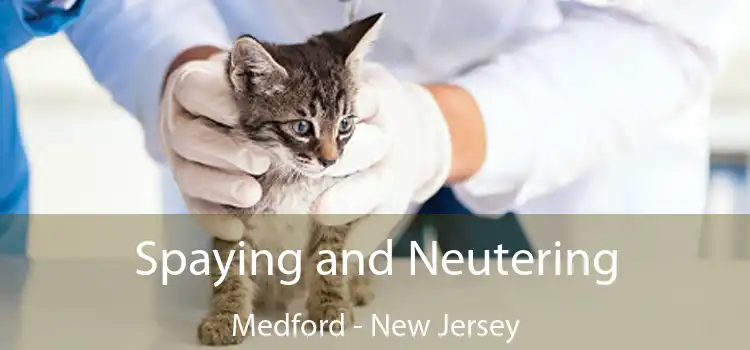 Spaying and Neutering Medford - New Jersey