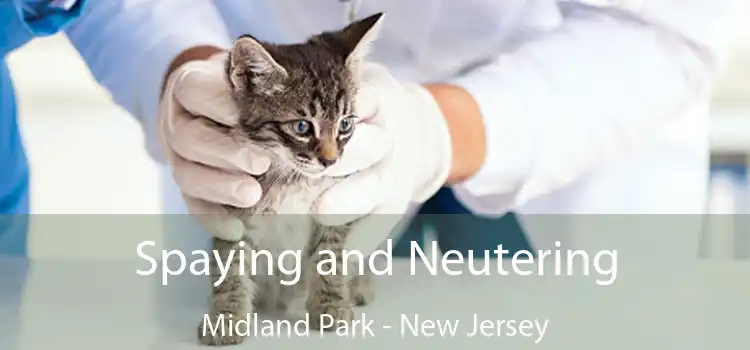 Spaying and Neutering Midland Park - New Jersey