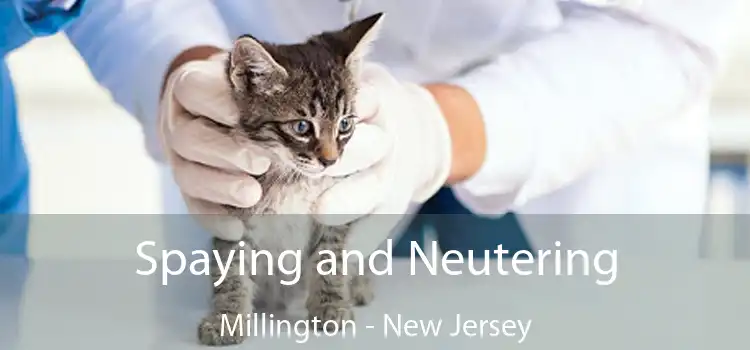 Spaying and Neutering Millington - New Jersey
