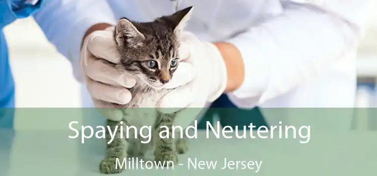 Spaying and Neutering Milltown - New Jersey